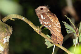 Image of Dulit Frogmouth