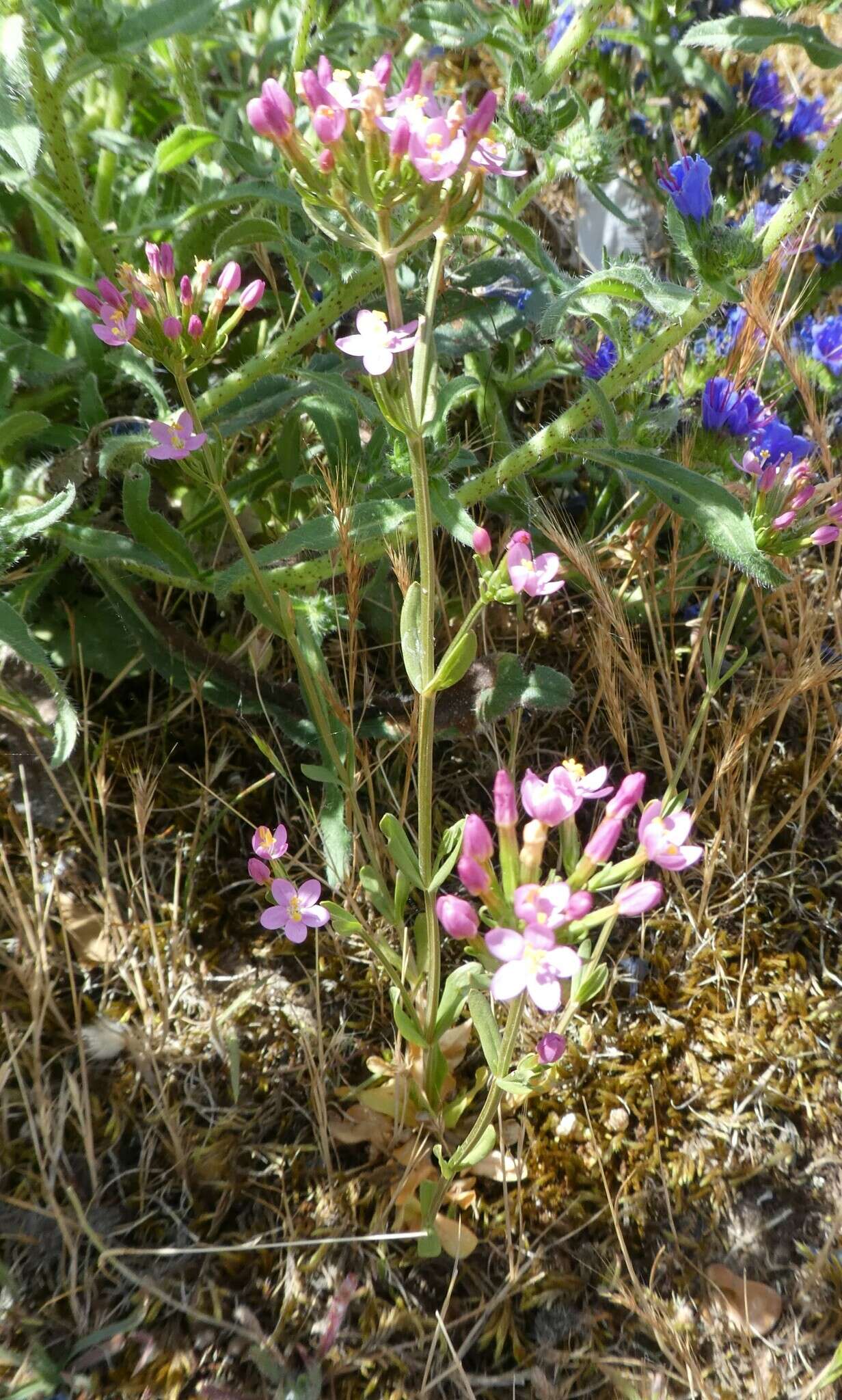 Image of Centaury