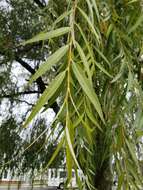 Image of Peking Willow