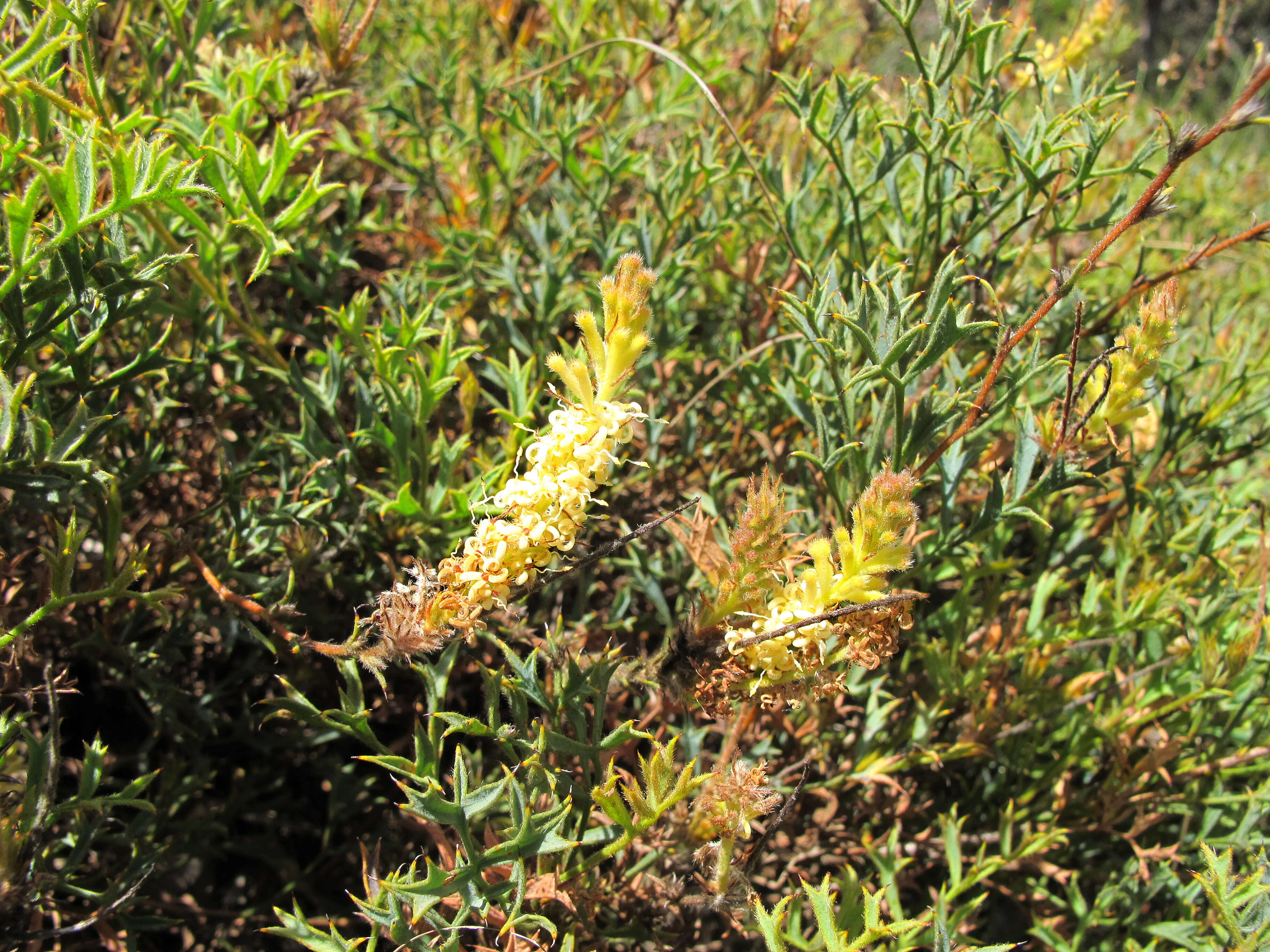 Image of Silky-oak