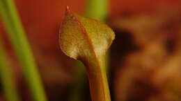 Image of Yellow pitcher plant