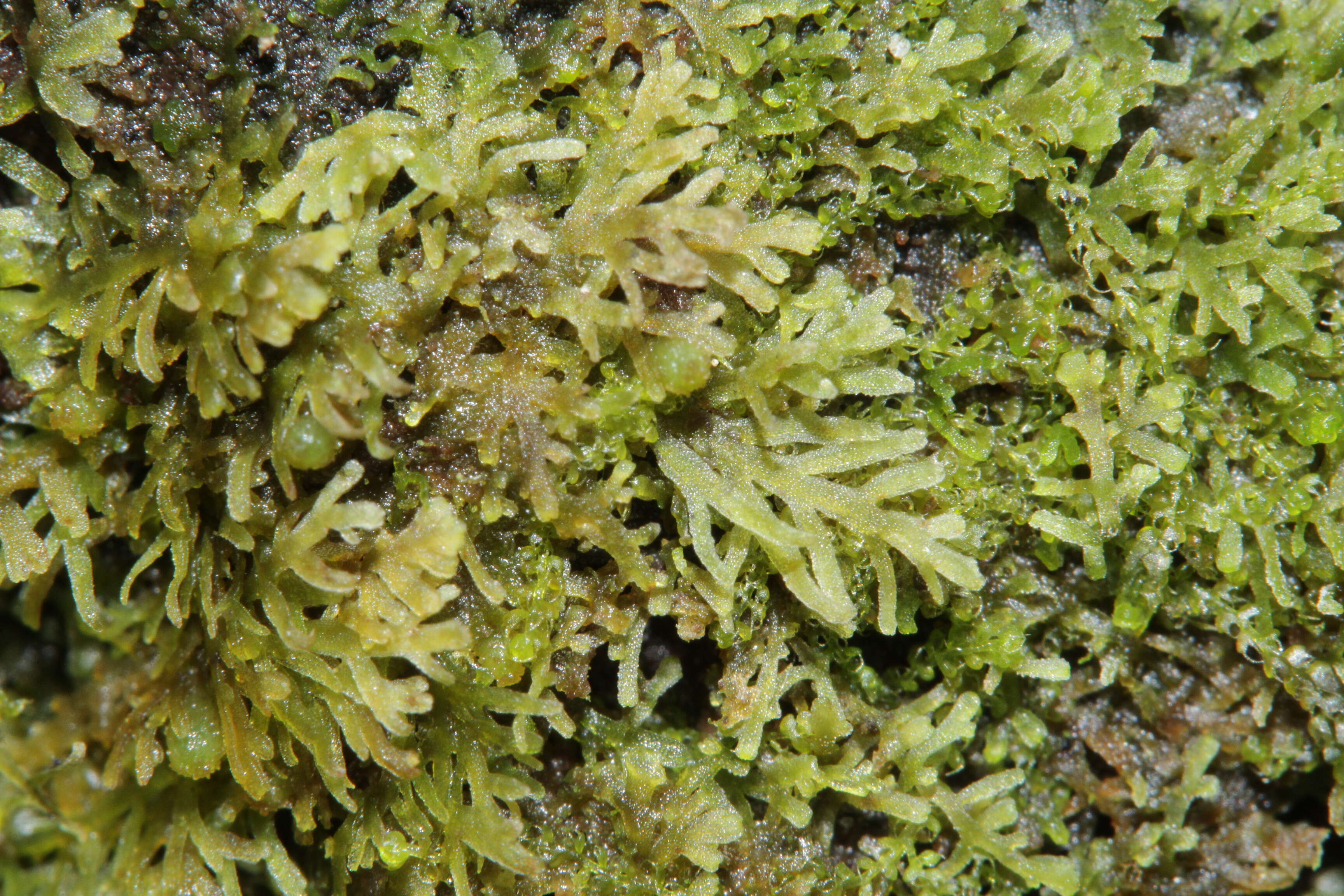 Image of Riccardia multifida (L.) Gray