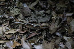 Image of Panther Gecko