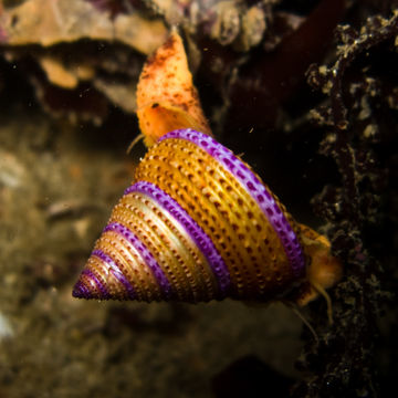 Image of purple-ring topsnail