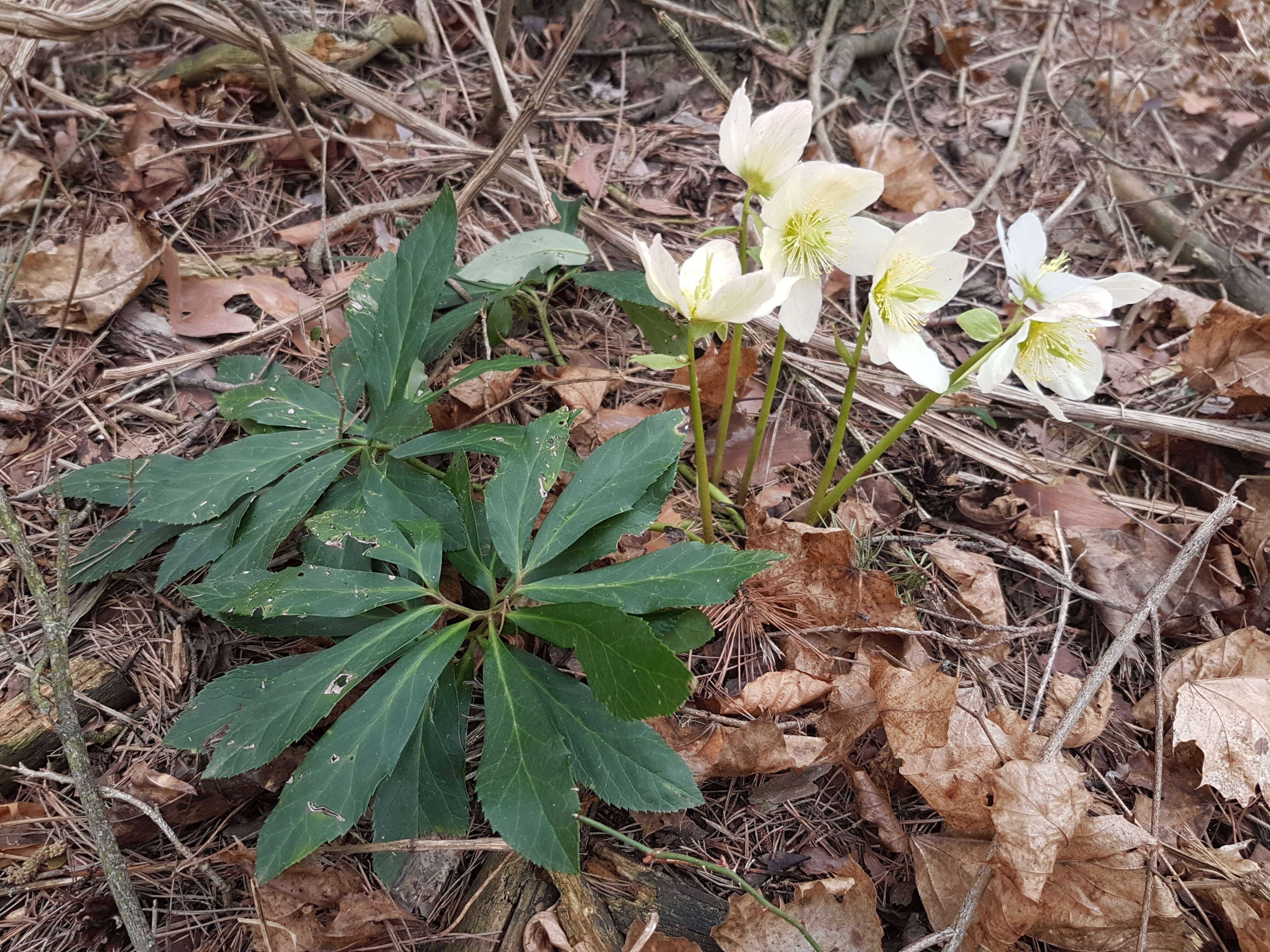 Image of black hellebore