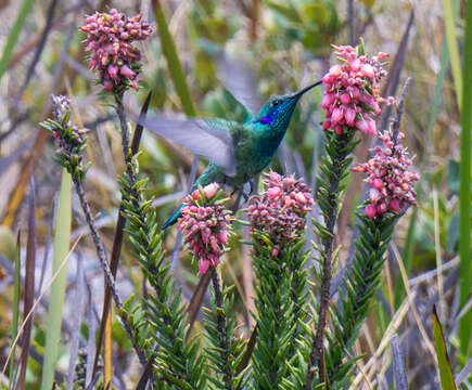 Image of White-vented Violet-ear