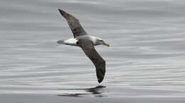 Image of Shy Albatross