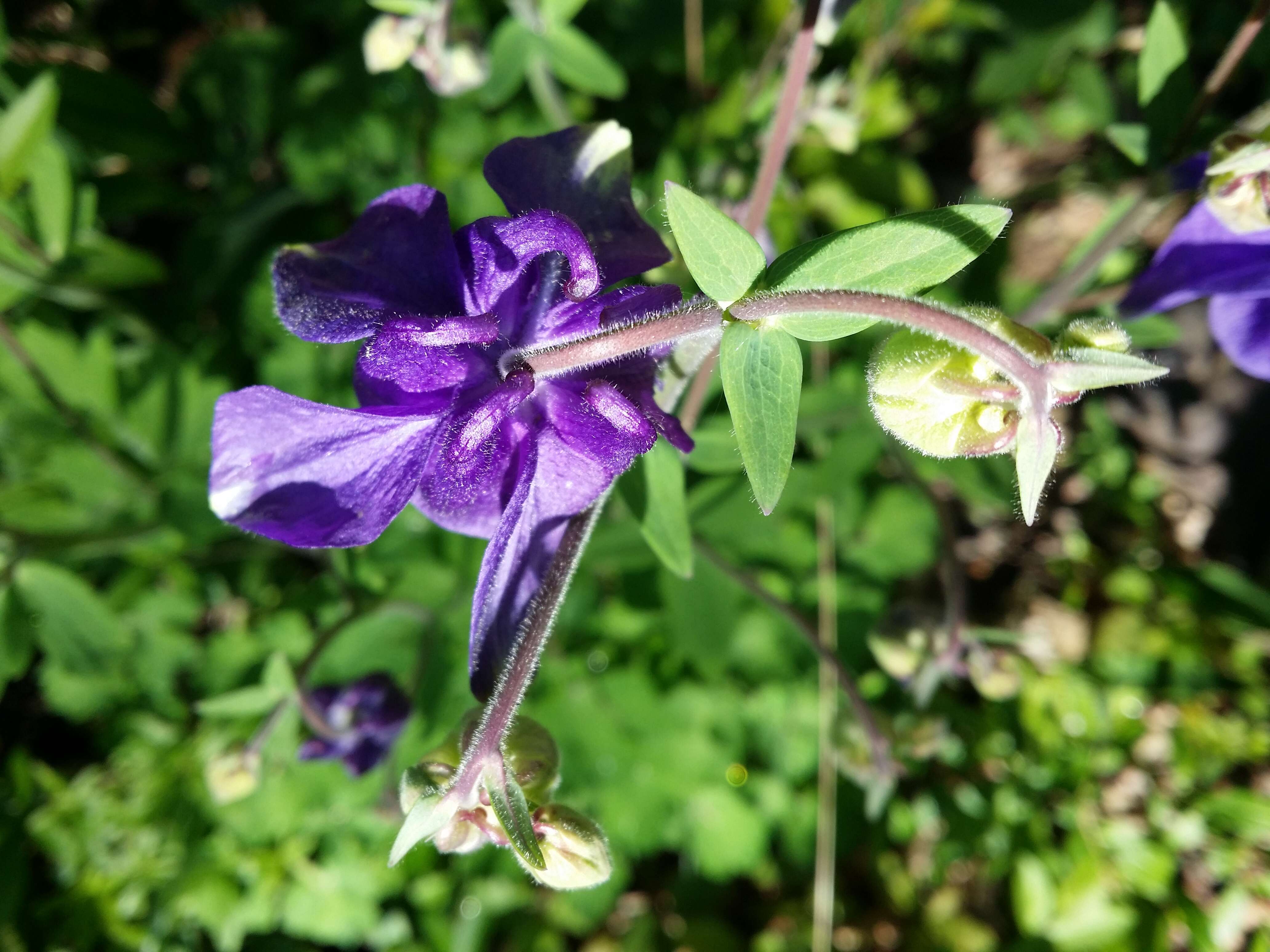 Plancia ëd Aquilegia vulgaris L.