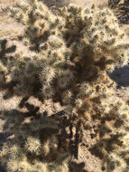 Image of <i>Cylindropuntia echinocarpa</i>