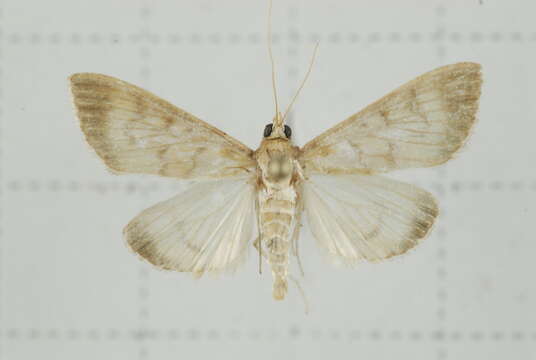 Image of Crypsiptya coclesalis Walker 1859