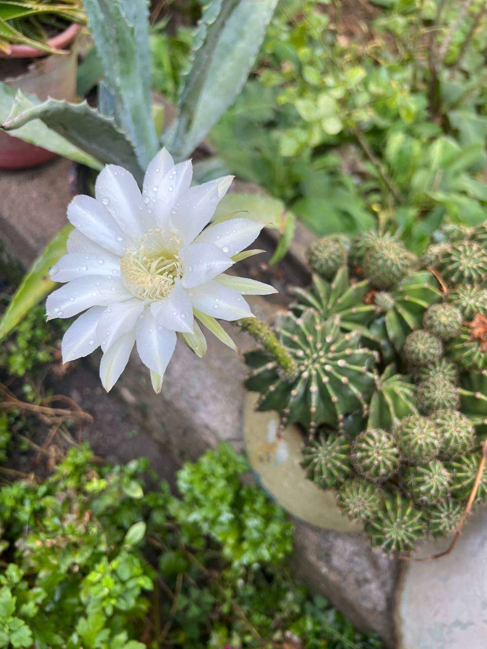 Image of Echinopsis oxygona