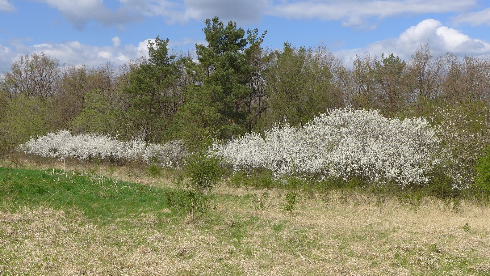 Image of <i>Prunus spinosa</i>