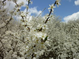 Image of <i>Prunus spinosa</i>