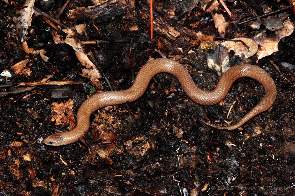 Smooth Earth Snake Encyclopedia of Life