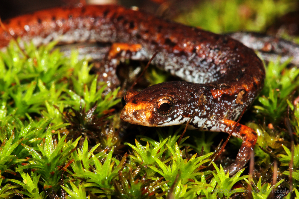 Image of Hemidactylium scutatum (Temminck ex Temminck & Schlegel 1838)