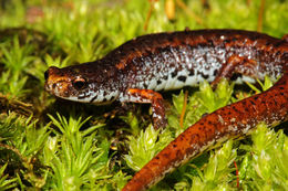 Image of Hemidactylium scutatum (Temminck ex Temminck & Schlegel 1838)