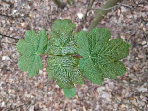 Image of sycamore maple