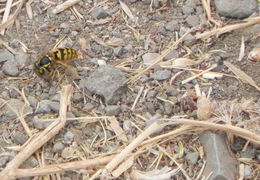 Image of <i>Vespula pensylvanica</i>
