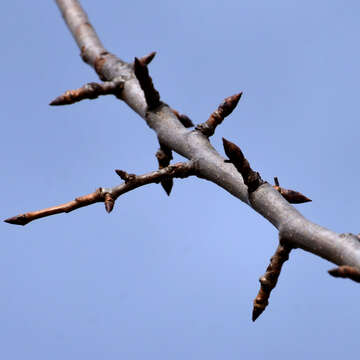 Plancia ëd Pyrus communis subsp. pyraster (L.) Ehrh.