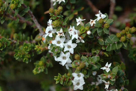 Image of Epacris heteronema Labill.