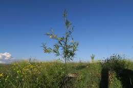 Image of Milkweed