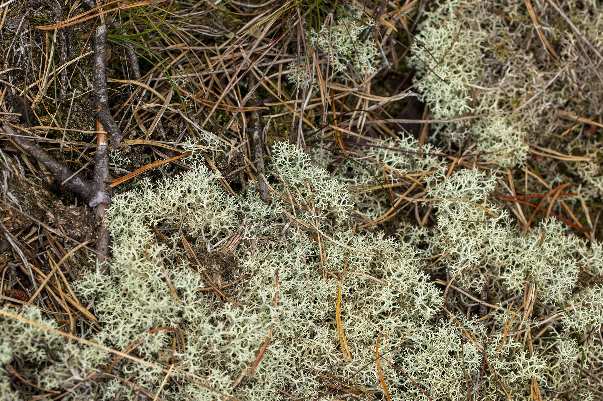 Image of Reindeer lichen