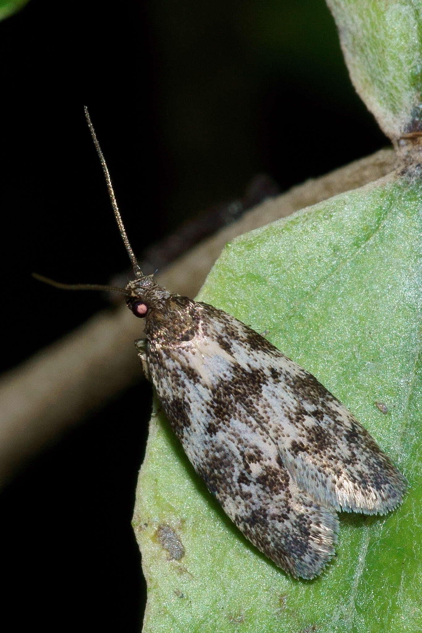 Image of Trachypepla photinella Meyrick 1883