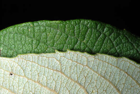 Imagem de Salix cinerea L.