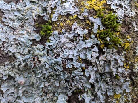 Image of Hammered shield lichen