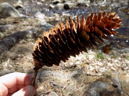 Image of <i>Picea abies</i>