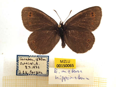 Image of woodland ringlet