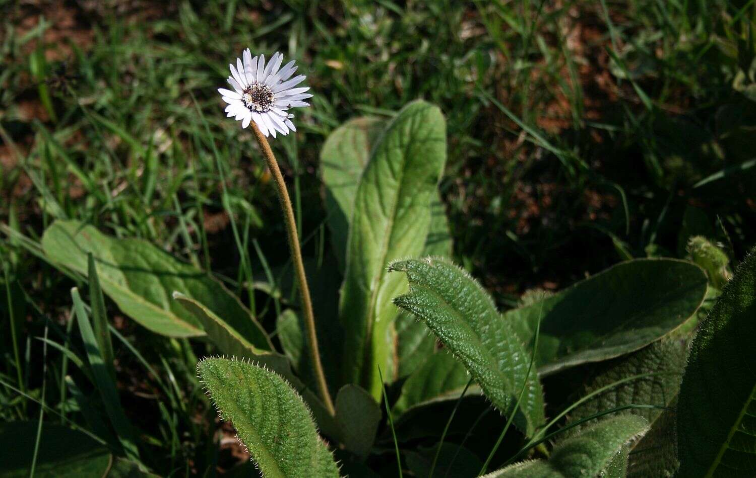 Gerbera ambigua (Cass.) Sch. Bip.的圖片