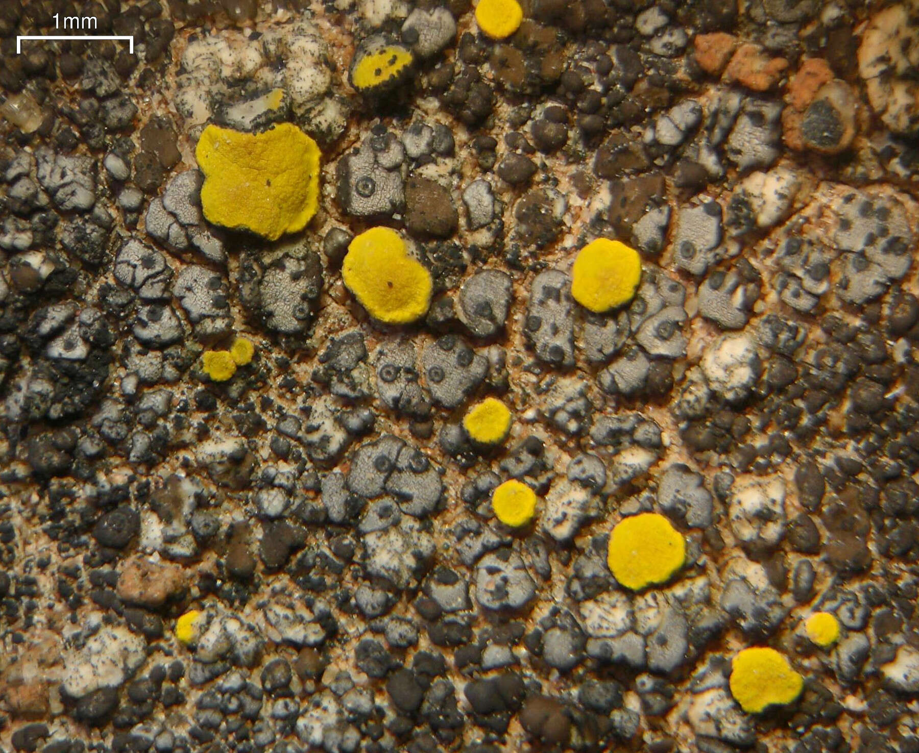 Image of Speck lichens and Wart lichens