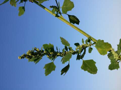 Image of Grey Goosefoot