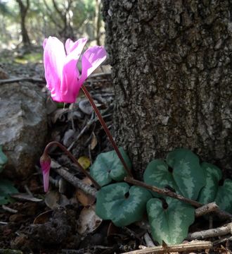 Image of <i>Cyclamen repandum</i>