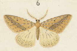 Image of Epiphryne charidema Meyrick 1909