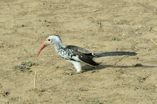 Image of Northern Red-billed Hornbill