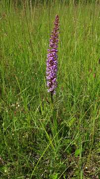 Image of fragrant orchid