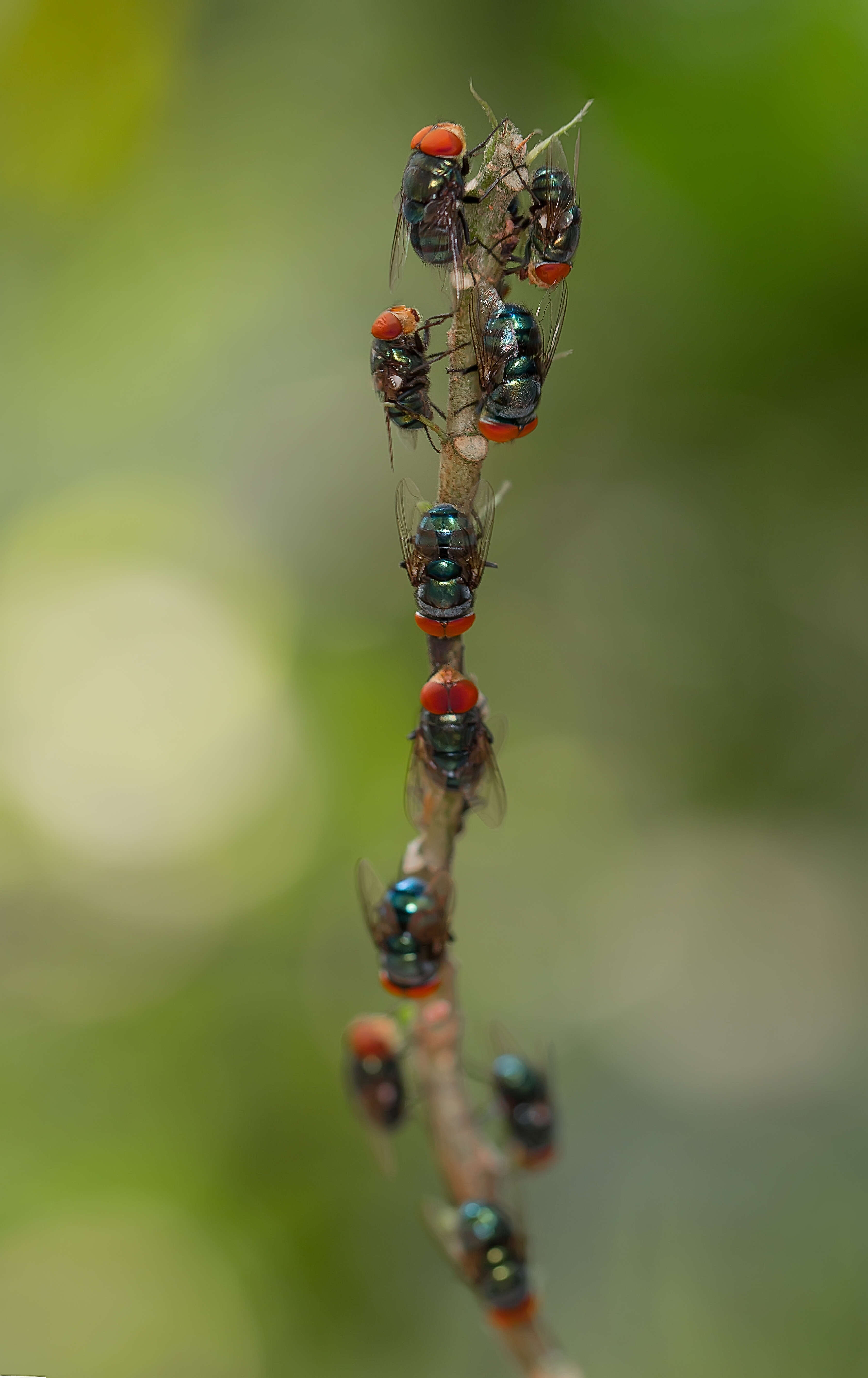 Image of Blue bottle fly