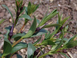 Image of herbaceous periwinkle