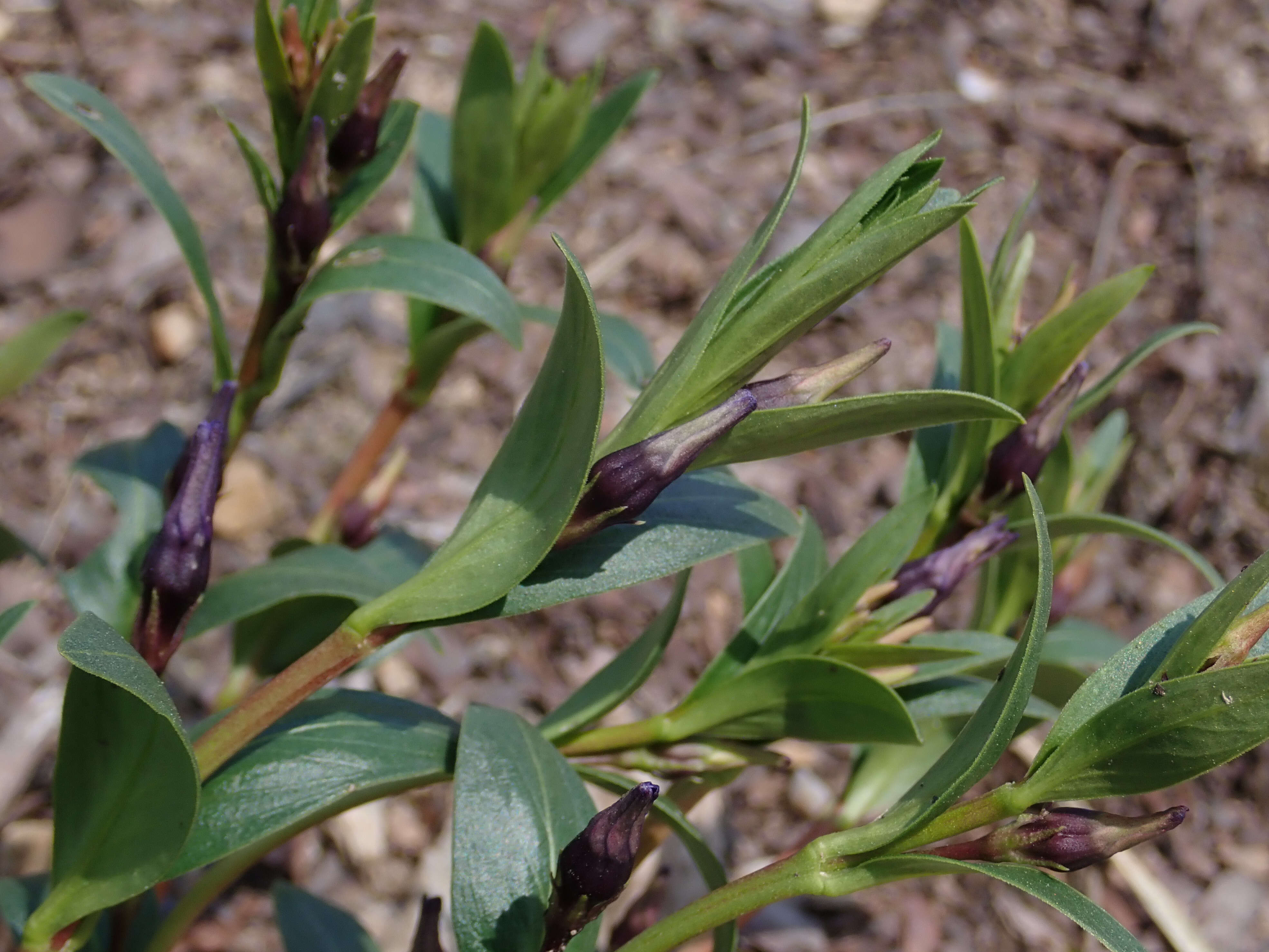 Image of herbaceous periwinkle