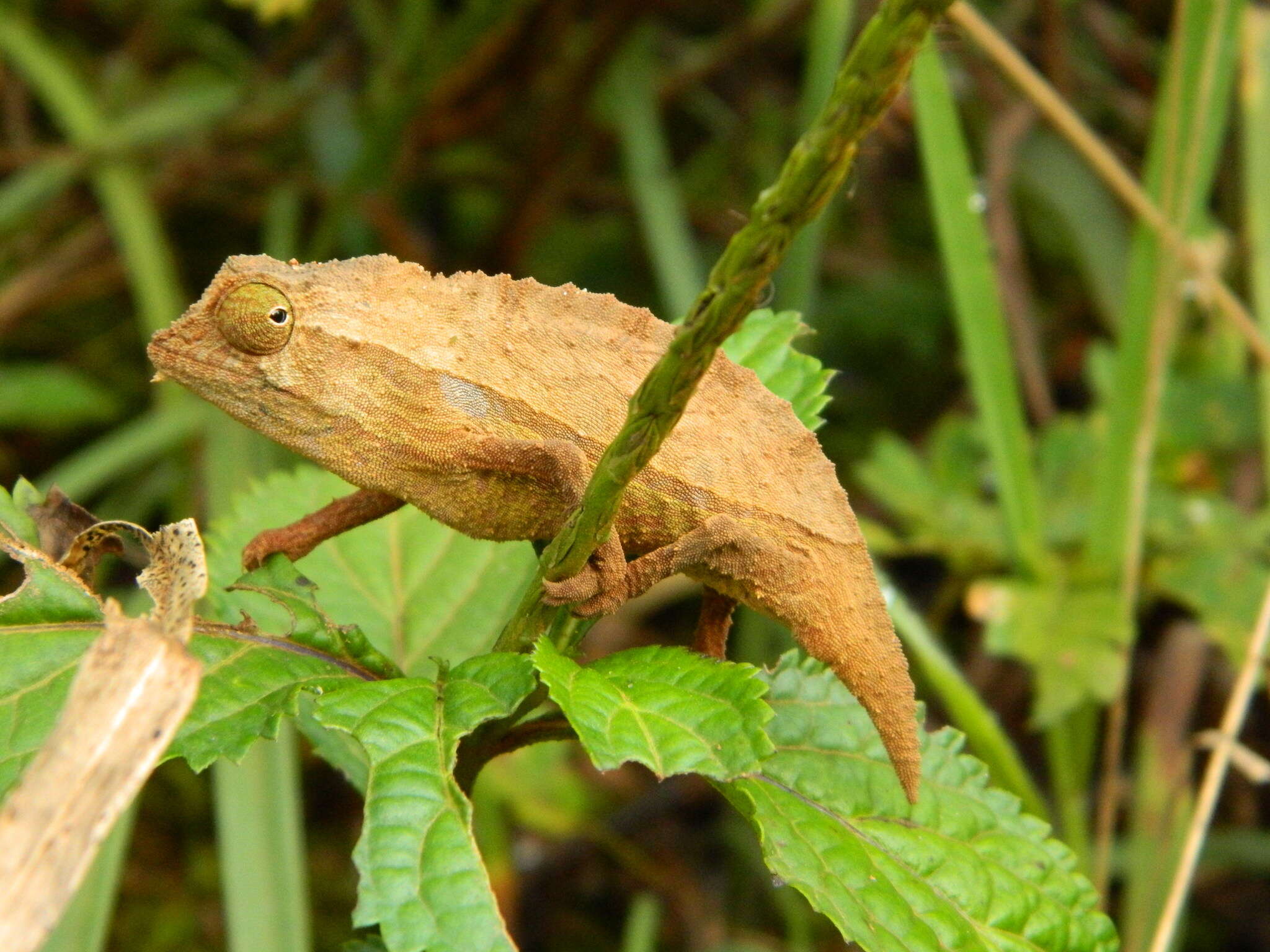 Plancia ëd Rieppeleon brevicaudatus (Matschie 1892)