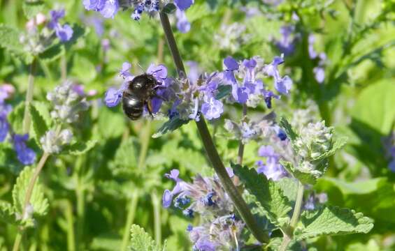 Image of Anthophora retusa (Linnaeus 1758)