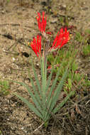 Image of Babiana hirsuta (Lam.) Goldblatt & J. C. Manning