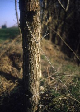 Image of Beech Marten