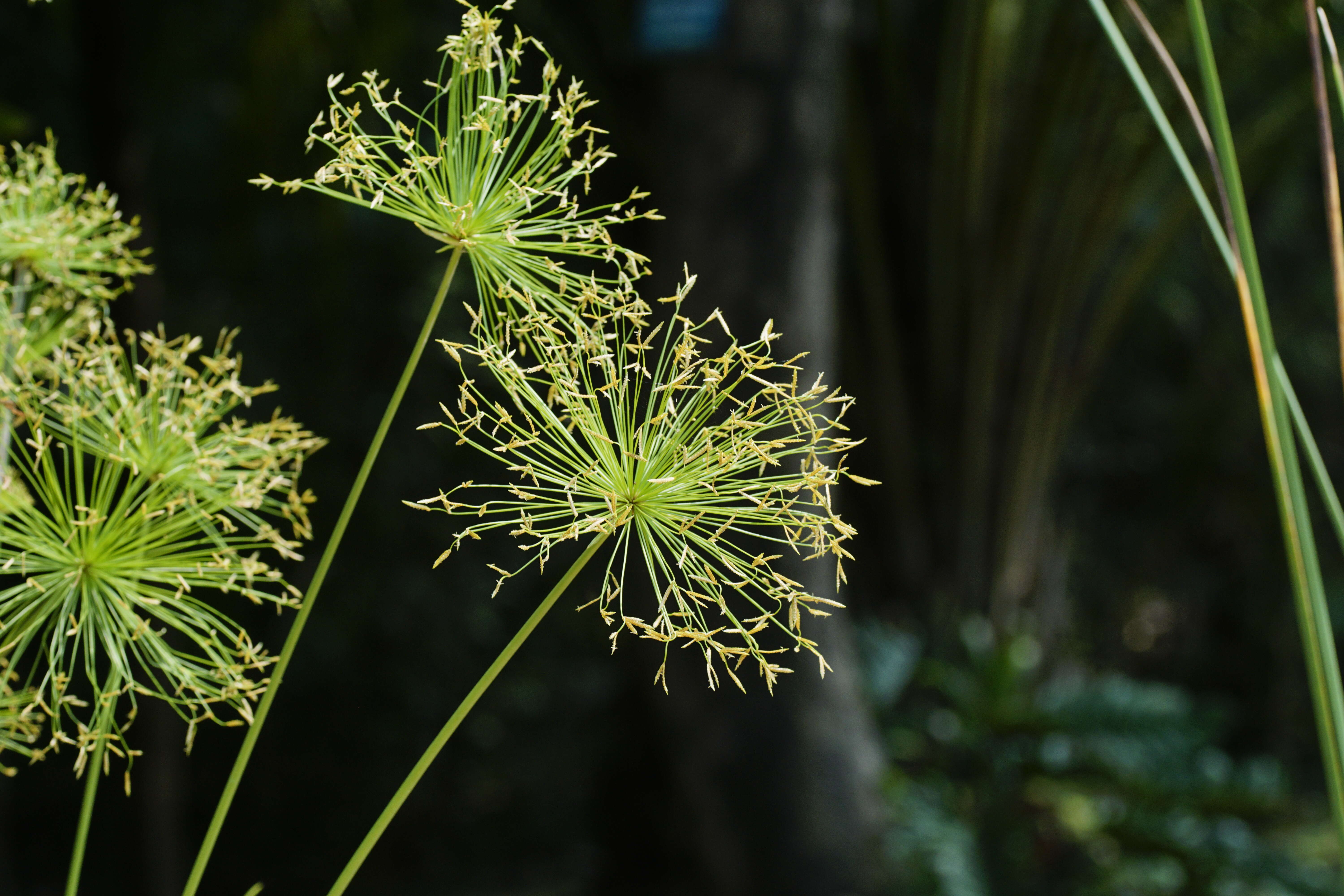 Image of miniature flatsedge