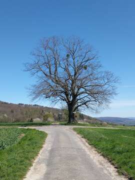 Image of Basswood