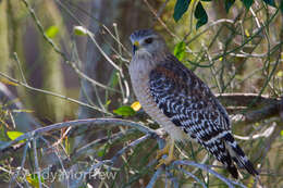 Image of Red-shouldered Hawk