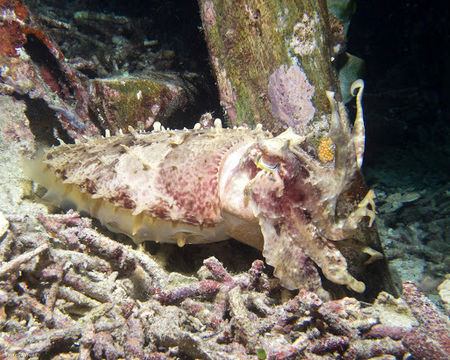Image of Broadclub Cuttlefish