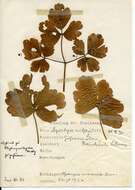 Image of Phytomyza minuscula Goureau 1851